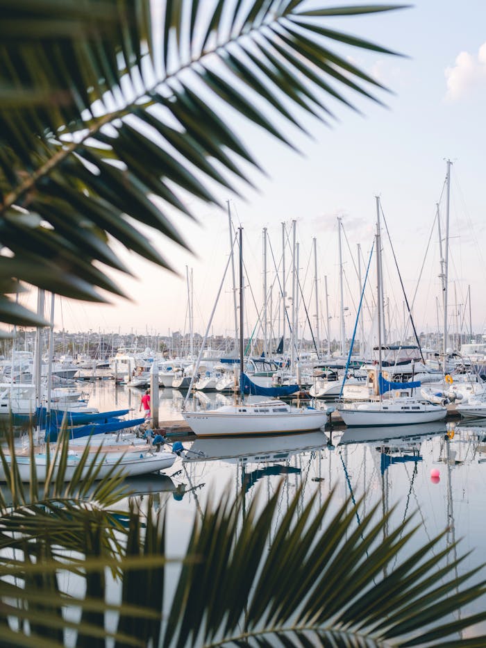 Home Tranquil marina scene with yachts reflected in calm water, framed by palm leaves.